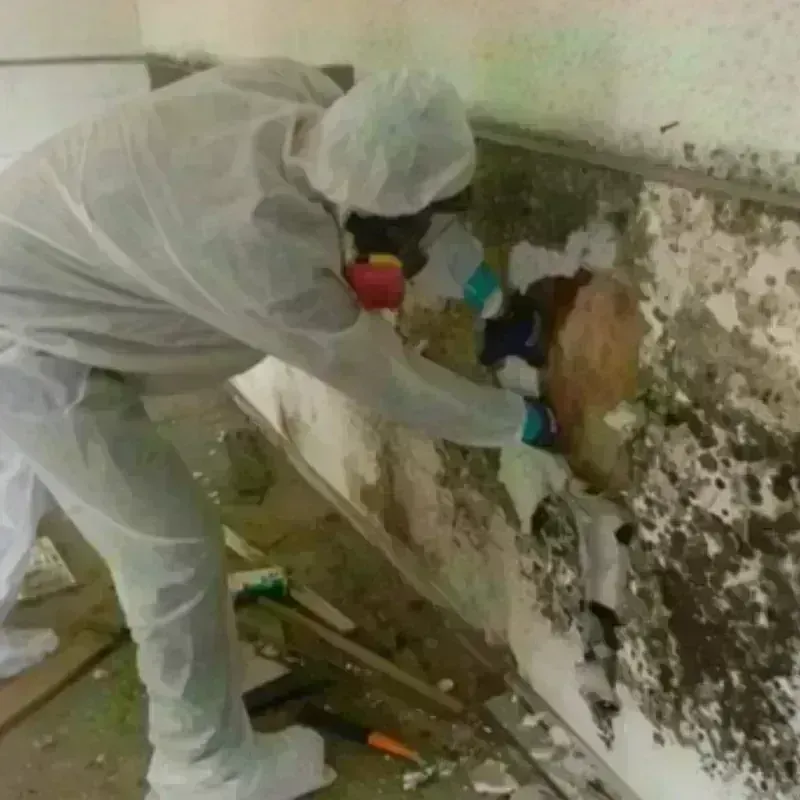 Mold Remediation and Removal in Paddock Lake, WI